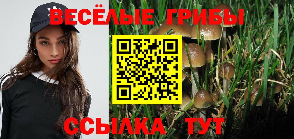 Псилоцибиновые грибы Psilocybe  Выкса  Псилоцибиновые грибы мицелий 