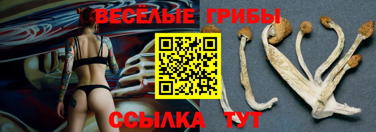 Галлюциногенные грибы Psilocybine cubensis  Псилоцибиновые грибы MAGIC MUSHROOMS  Выкса  Вход с VPN 